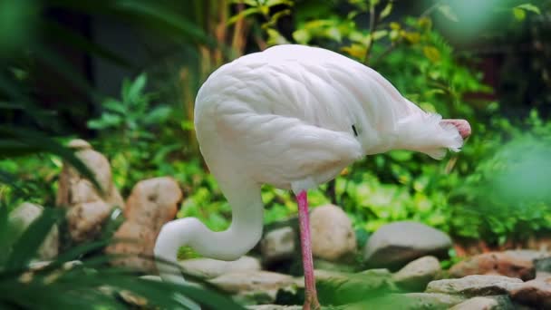 Flamingo's zijn op zoek naar natuurlijke voedingsmiddelen. — Stockvideo