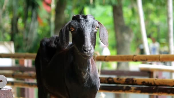 Czarna koza spokojnie wstała i spojrzała na kamery. — Wideo stockowe