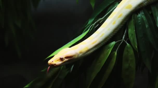 Python doré se déplace lentement sur les branches . — Video