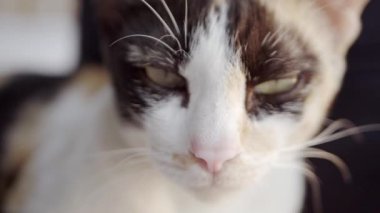 Tatlı kedi seyir için ve açık olan kamera ile oynamaya gözleri kürk detay ve yumuşak güneş ışığı. Ağır çekim.