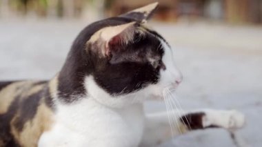 Tatlı kedi seyir için ve açık olan kamera ile oynamaya gözleri kürk detay ve yumuşak güneş ışığı. Ağır çekim.