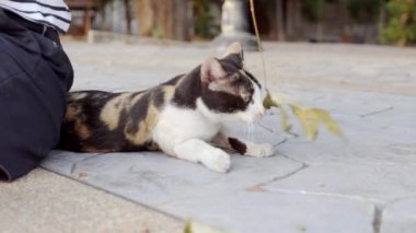 Kedi ile şube ve açık yaprakları yumuşak güneş ışığı ile oynuyor. Ağır çekim.