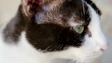 Tatlı kedi seyir için ve açık olan kamera ile oynamaya gözleri kürk detay ve yumuşak güneş ışığı. Ağır çekim.