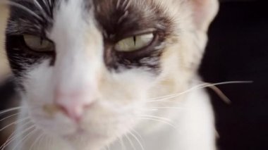 Tatlı kedi seyir için ve açık olan kamera ile oynamaya gözleri kürk detay ve yumuşak güneş ışığı. Ağır çekim.