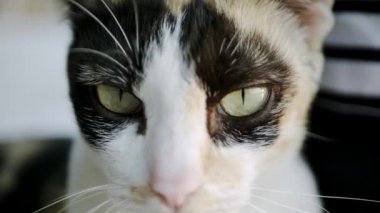 Tatlı kedi seyir için ve açık olan kamera ile oynamaya gözleri kürk detay ve yumuşak güneş ışığı. Ağır çekim.