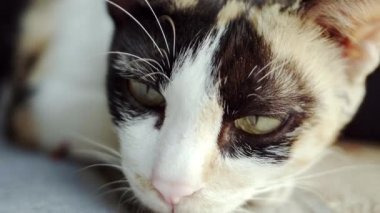 Tatlı kedi seyir için ve açık olan kamera ile oynamaya gözleri kürk detay ve yumuşak güneş ışığı. Ağır çekim.