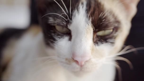 Chiudi gli occhi del gatto che stanno cercando e giocando con la fotocamera, che ha dettagli in pelliccia chiara e luce solare morbida. Rallentatore . — Video Stock