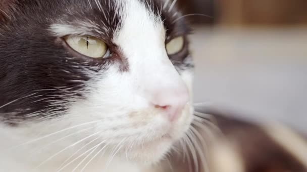 Feche os olhos do gato que estão procurando e brincando com a câmera, que tem detalhes de pele clara e luz solar suave. Movimento lento . — Vídeo de Stock