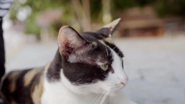 Közelkép a macska szemébe, keresek, és játszani a kamera, amely egyértelmű szőrme, részletek és a lágy napfény. Lassú mozgás. — Stock videók