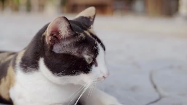 Close up the cat 's eyes that are looking for and playing with the camera, which has clear fur detail and soft sun light. Slow Motion . — стоковое видео