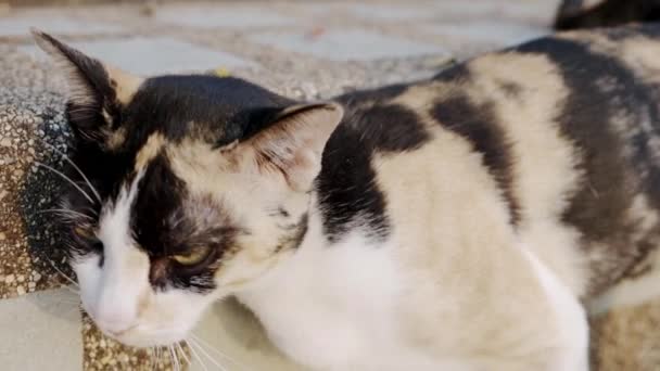 Närbild på kattens ögon som letar och leker med kameran, vilket tydligt päls detalj och mjukt solljus. Slow Motion. — Stockvideo