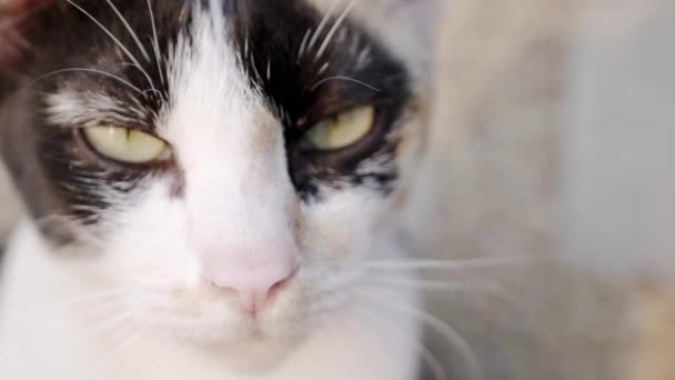 Feche os olhos do gato que estão procurando e brincando com a câmera, que tem detalhes de pele clara e luz solar suave. Movimento lento . — Vídeo de Stock