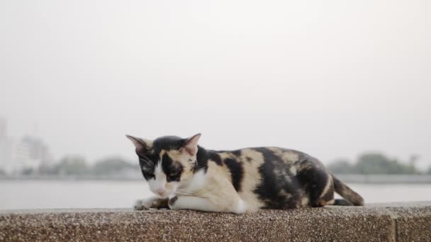 Slow motion av katten hoppade från väggen med en mjuk solljus. — Stockvideo