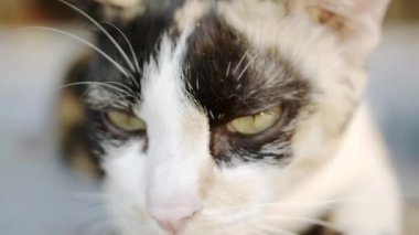 Tatlı kedi seyir için ve açık olan kamera ile oynamaya gözleri kürk detay ve yumuşak güneş ışığı. Ağır çekim.