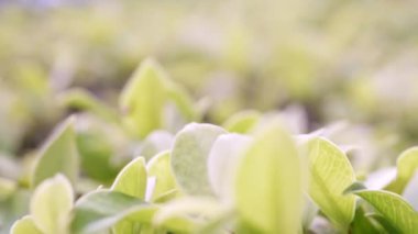 Tasarım konsepti için alan kullanımına sahip yeşil yaprak, bahçedeki bulanık yeşillik arka planına odaklanarak ve doğa görünümüne yakınlaşarak alır.