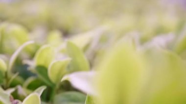 Tasarım konsepti için alan kullanımına sahip yeşil yaprak, bahçedeki bulanık yeşillik arka planına odaklanarak ve doğa görünümüne yakınlaşarak alır.