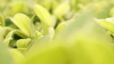 Tasarım konsepti için alan kullanımına sahip yeşil yaprak, bahçedeki bulanık yeşillik arka planına odaklanarak ve doğa görünümüne yakınlaşarak alır.