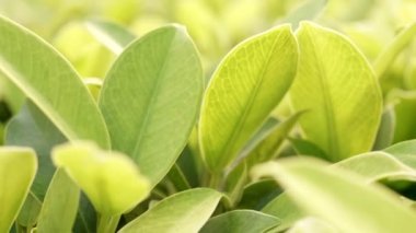 Tasarım konsepti için alan kullanımına sahip yeşil yaprak, bahçedeki bulanık yeşillik arka planına odaklanarak ve doğa görünümüne yakınlaşarak alır.