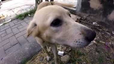 Köpek beyaz bir köpekle oynuyor.