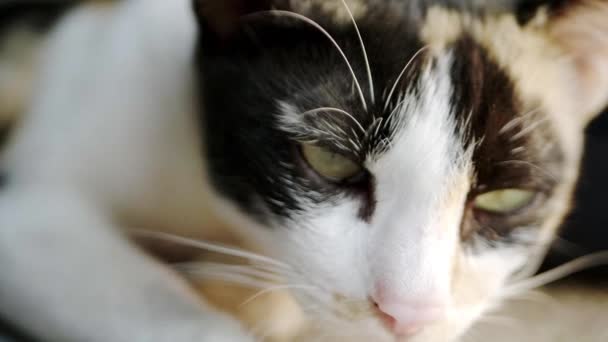 Chiudi gli occhi del gatto che stanno cercando e giocando con la fotocamera, che ha dettagli in pelliccia chiara e luce solare morbida. Rallentatore . — Video Stock