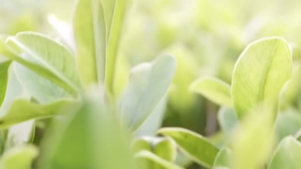 Green Leaf Space Use Design Concept Takes Soft Focus Closeup — Stock Video