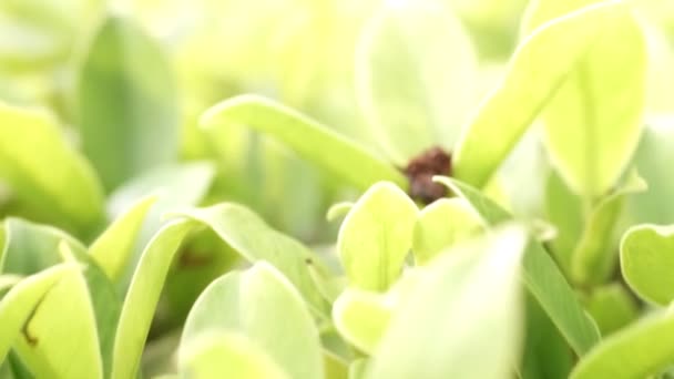 Green Leaf Space Use Design Concept Takes Soft Focus Closeup — Stock Video