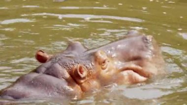 Yakın kadar olan su aygırı göl ve doğa.