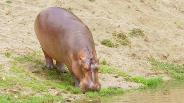 Primer Plano Hipopótamo Lago Naturaleza — Vídeos de Stock