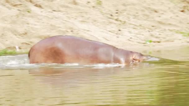 閉じるをカバの湖と自然に — ストック動画