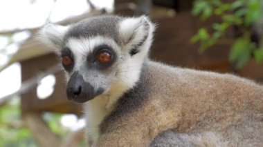 Ring-tailed lemur portre yakın doğada bu büyük strepsirrhine primat ve uzun, siyah ve beyaz halkalı kuyruğunu nedeniyle en tanınmış lemur's.