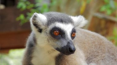 Ring-tailed lemur portre yakın doğada bu büyük strepsirrhine primat ve uzun, siyah ve beyaz halkalı kuyruğunu nedeniyle en tanınmış lemur's.