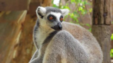 Ring-tailed lemur portre yakın doğada bu büyük strepsirrhine primat ve uzun, siyah ve beyaz halkalı kuyruğunu nedeniyle en tanınmış lemur's.