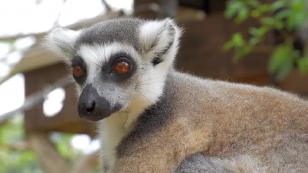 Närbild av Ring-tailed lemur porträtt i naturen är det stora art i däggdjursordningen primater och mest erkända lemur på grund av sin långa, svarta och vita ringmärkta svans. — Stockvideo