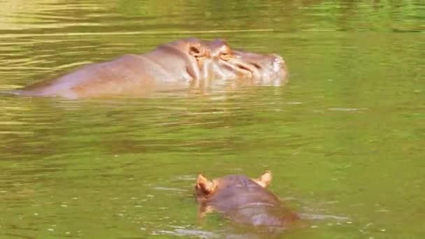 閉じるをカバの湖と自然に — ストック動画