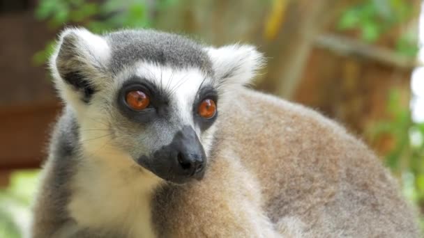 Ring-tailed lemur portre yakın doğada bu büyük strepsirrhine primat ve uzun, siyah ve beyaz halkalı kuyruğunu nedeniyle en tanınmış lemur's. — Stok video