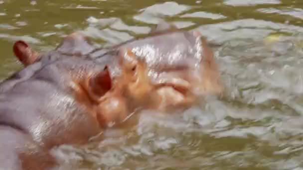 Gros Plan Sur Hippopotame Dans Lac Nature — Video