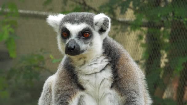 Zbliżenie ogoniasty lemur portret w przyrodzie jest duży małpiatką i najbardziej uznanych lemur ze względu na jej długie, czarne i białe zaobrączkowanych ogon. — Wideo stockowe