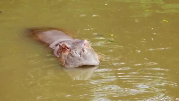 Primer Plano Hipopótamo Lago Naturaleza — Vídeos de Stock