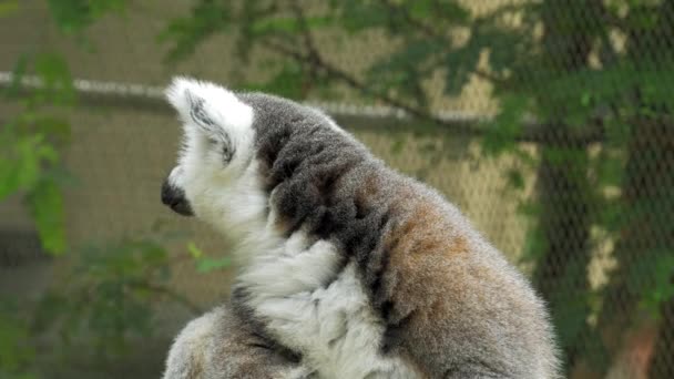 Zbliżenie ogoniasty lemur portret w przyrodzie jest duży małpiatką i najbardziej uznanych lemur ze względu na jej długie, czarne i białe zaobrączkowanych ogon. — Wideo stockowe