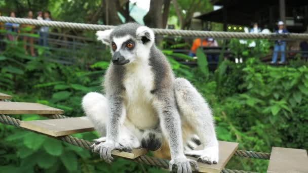 Lémur de cola anillada Retrato en la naturaleza: es un primate estrepsirrino grande y el lémur más reconocido debido a su cola anillada larga, negra y blanca. . — Vídeo de stock