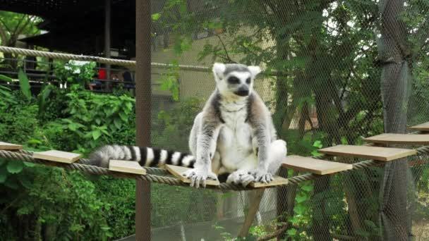 Ring-tailed lemur portre yakın doğada bu büyük strepsirrhine primat ve uzun, siyah ve beyaz halkalı kuyruğunu nedeniyle en tanınmış lemur's. — Stok video