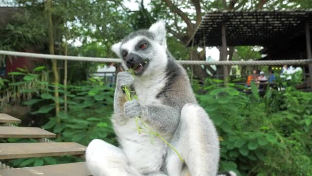 Zbliżenie ogoniasty lemur portret w przyrodzie jest duży małpiatką i najbardziej uznanych lemur ze względu na jej długie, czarne i białe zaobrączkowanych ogon. — Wideo stockowe