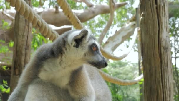 Detailní záběr lemura portrét v přírodě je to velké pěti primátů a nejuznávanějších lemur kvůli prstencové ocasem dlouhým, černé a bílé. — Stock video