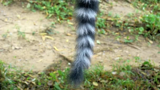 Doğada Ring-tailed lemur kuyruğunu yukarıya kapatmak — Stok video