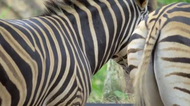 Yakın çekim çekim kuyruk ileri geri yemek yerken fiske zebra kalça.