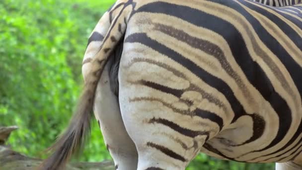 Close Shots Zebra Buttocks Flick Tail Back Forth While Eating — Stock Video