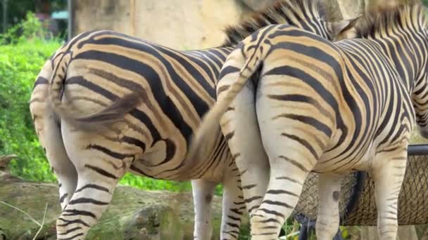 Nahaufnahmen Des Zebragesäßes Das Beim Essen Den Schwanz Hin Und — Stockvideo