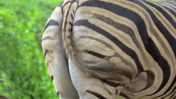 Close Shots Zebra Buttocks Flick Tail Back Forth While Eating — Stock Video