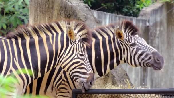 Close Zebras Flicking While Eating Food — Stock Video