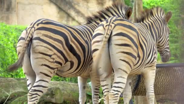 Close Shots Zebra Buttocks Flick Tail Back Forth While Eating — Stock Video